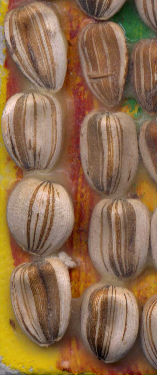 sunflower seeds matrix (magnified)